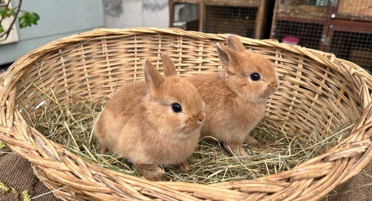 Kırıkkale Büyümeyen Tavşan