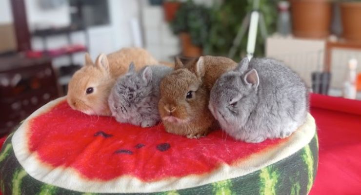 Kırıkkale Cins Tavşan