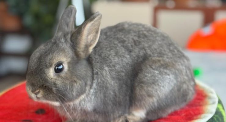 Kırıkkale Ev Tavşanı
