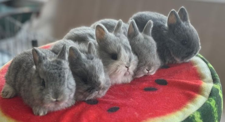 Kırıkkale Evcil Tavşan