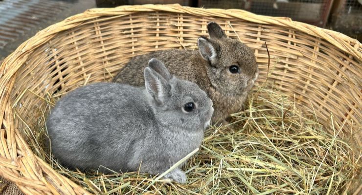 Kırıkkale Yavru Tavşan