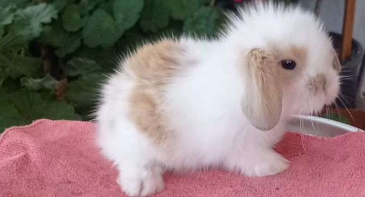 Kırıkkale Hollanda Lop Tavşan